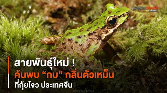 สายพันธุ์ใหม่ ! ค้นพบ “กบ” กลิ่นตัวเหม็น ที่ประเทศจีน