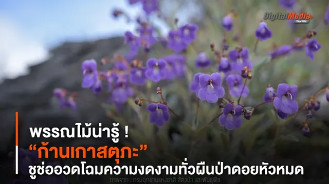 พรรณไม้น่ารู้ ! “ก้านเกาสตุภะ” ชูช่ออวดโฉมความงดงามทั่วผืนป่าดอยหัวหมด