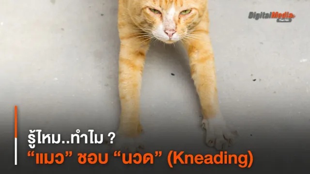 รู้ไหม..ทำไม ? “แมว” ชอบ “นวด” (Kneading)