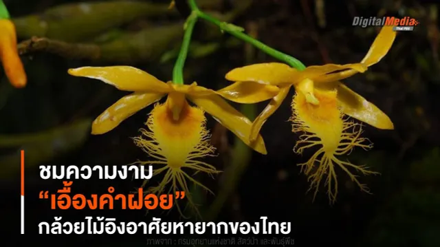 ชมความงาม “เอื้องคำฝอย” กล้วยไม้อิงอาศัยหายากของไทย