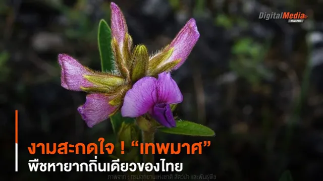 งามสะกดใจ ! “เทพมาศ” พืชหายากถิ่นเดียวของไทย