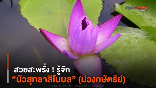 สวยสะพรั่ง ! รู้จัก “บัวสุทธาสิโนบล” (ม่วงกษัตริย์)