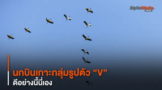 นกบินเกาะกลุ่มรูปตัว “V” ดีอย่างนี้นี่เอง