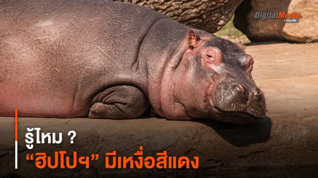 รู้ไหม ? “ฮิปโปฯ” มีเหงื่อสีแดง