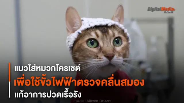 แมวใส่หมวกโครเชต์ เพื่อใช้ขั้วไฟฟ้าตรวจคลื่นสมองแก้อาการปวดเรื้อรัง