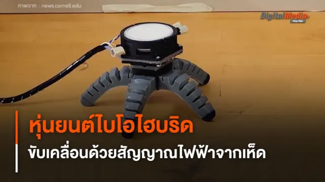 หุ่นยนต์ไบโอไฮบริด ขับเคลื่อนด้วยสัญญาณไฟฟ้าจากเห็ด