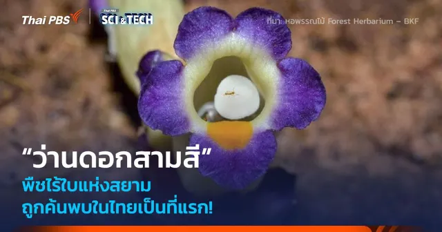 ถูกค้นพบในไทยเป็นที่แรก! “ว่านดอกสามสี” พืชไร้ใบแห่งสยาม
