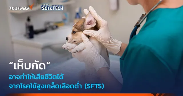 “เห็บกัด” อาจทำให้เสียชีวิตได้ จากโรคไข้สูงเกล็ดเลือดต่ำ (SFTS)