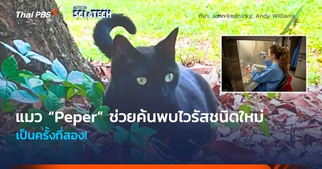 ครั้งที่สอง! เจ้าแมว “Peper” ช่วยนักวิทย์ค้นพบไวรัสชนิดใหม่อีกแล้ว