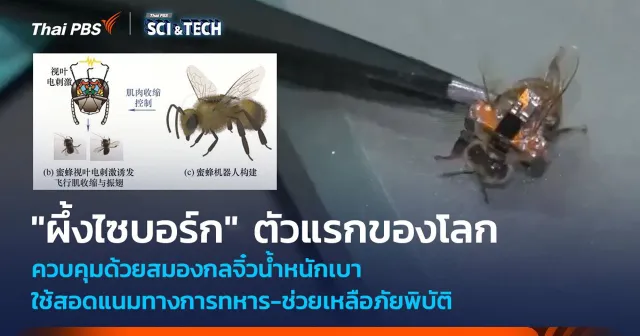 "ผึ้งไซบอร์ก" ตัวแรกของโลก ควบคุมด้วยสมองกลจิ๋วน้ำหนักเบา ใช้สอดแนมทางทหาร
