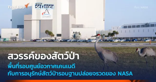 พื้นที่ NASA Kennedy Space Center คือสวรรค์ของเหล่าสัตว์ป่า