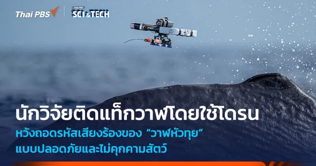 นักวิจัยพัฒนาวิธีการ "Tap and Go" เพื่อติดแท็ก "วาฬหัวทุย" โดยใช้โดรน