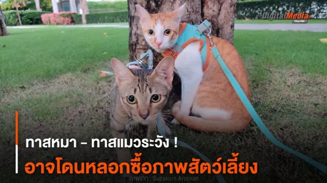 ทาสหมา - ทาสแมวระวัง ! อาจโดนหลอกซื้อภาพสัตว์เลี้ยง