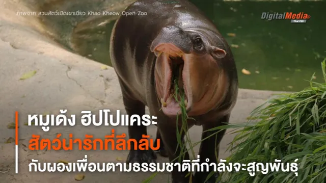 “ฮิปโปแคระ” สัตว์ลึกลับสุดน่ารักที่ผองเพื่อนตามธรรมชาติกำลังสูญพันธุ์