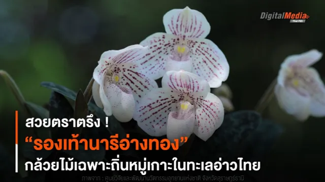 สวยตราตรึง ! “รองเท้านารีอ่างทอง” กล้วยไม้ป่าเฉพาะถิ่น
