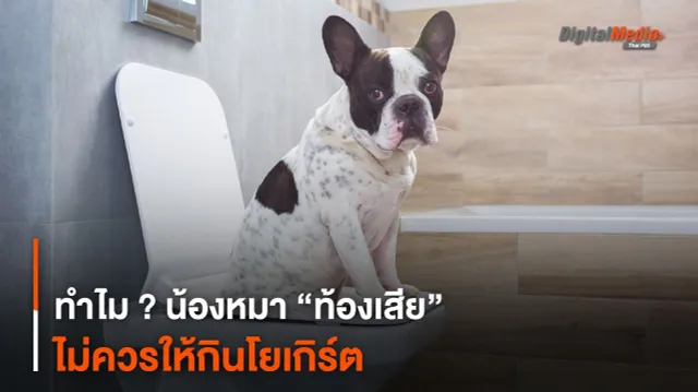 ทำไม ? น้องหมา “ท้องเสีย” ไม่ควรให้กินโยเกิร์ต