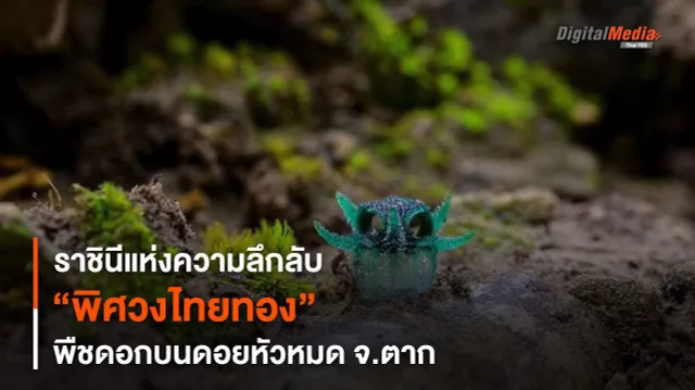“พิศวงไทยทอง” ราชินีแห่งความลึกลับบนดอยหัวหมด จ.ตาก