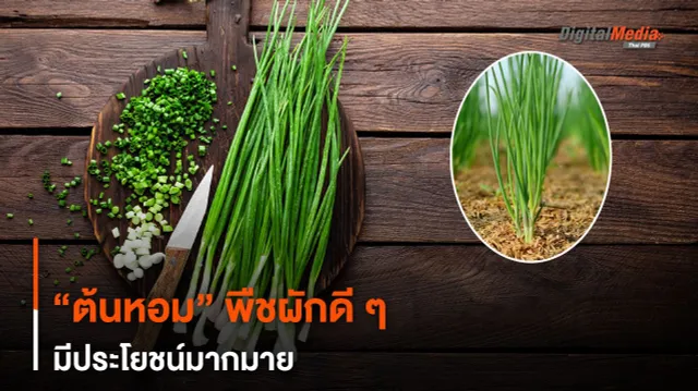 “ต้นหอม” พืชผักดี ๆ มีประโยชน์มากมาย