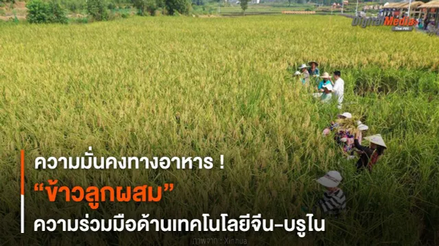 ความมั่นคงทางอาหาร ! “ข้าวลูกผสม” ความร่วมมือเทคโนโลยีจีน-บรูไน