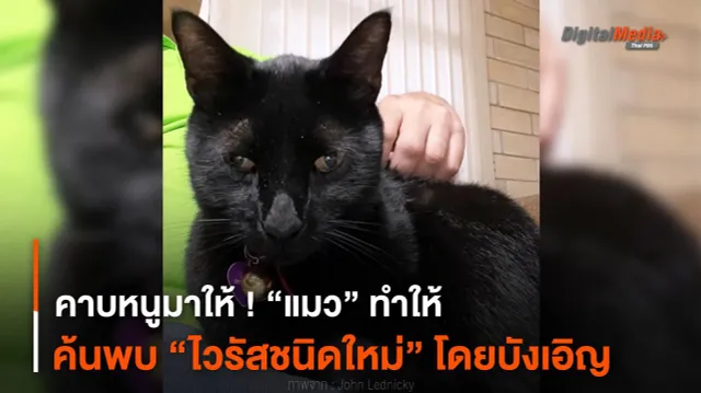 คาบหนูมาให้ ! “แมว” ทำให้ค้นพบ “ไวรัสชนิดใหม่” โดยบังเอิญ