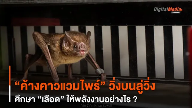“ค้างคาวแวมไพร์” วิ่งบนลู่วิ่ง ศึกษา “เลือด” ให้พลังงานอย่างไร ?