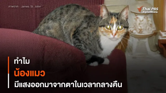 แสงที่ออกมาจากดวงตาของ “แมว” เวลากลางคืนคืออะไร ?
