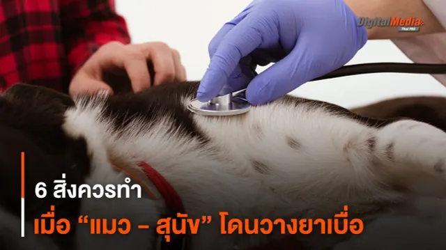 6 สิ่งควรทำ เมื่อ “แมว - สุนัข” โดนวางยาเบื่อ