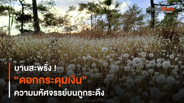 บานสะพรั่ง ! “ดอกกระดุมเงิน” ความมหัศจรรย์บนภูกระดึง