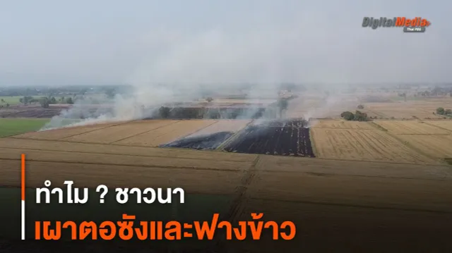 ทำไม ? ชาวนาเผาตอซังและฟางข้าว