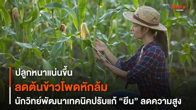 ลดต้นข้าวโพดหักล้ม ! นักวิทย์พัฒนาเทคนิค ปรับแก้ “ยีน” ลดความสูง