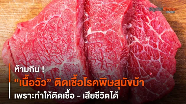 วัวติดเชื้อโรคพิษสุนัขบ้า ห้าม “กินเนื้อ” ทำให้ติดเชื้อ - เสียชีวิตได้