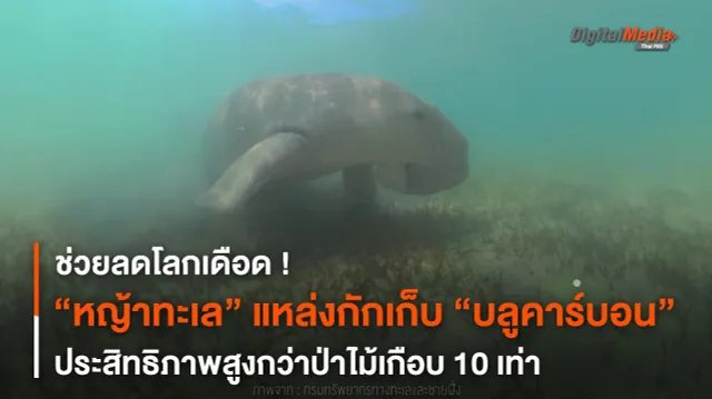 ไม่ใช่แค่อาหารพะยูน “หญ้าทะเล” แหล่งกักเก็บ “บลูคาร์บอน” ลดโลกเดือด