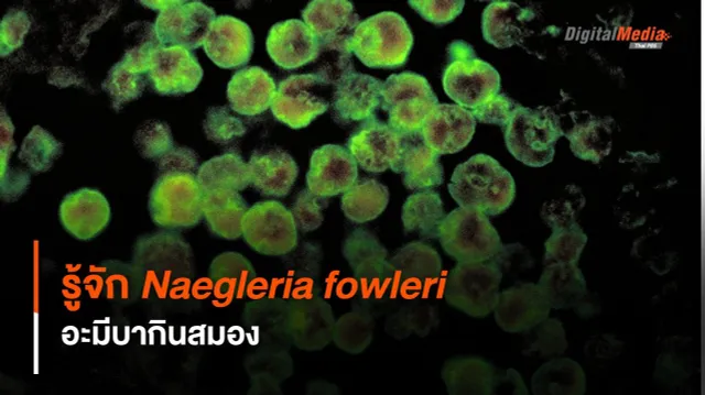 รู้จัก Naegleria fowleri อะมีบากินสมอง