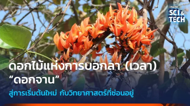 “ดอกจาน” ดอกไม้แห่งการบอกลา (เวลา) กับวิทยาศาสตร์ที่ซ่อนอยู่