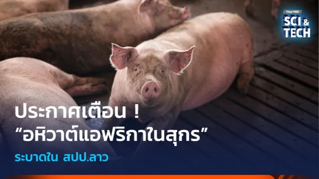 ประกาศเตือน ! “อหิวาต์แอฟริกาในสุกร” ระบาดใน สปป.ลาว
