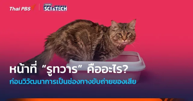 คาดไม่ถึง ! หน้าที่ “รูทวาร” ก่อนวิวัฒนาการเป็นช่องทางขับถ่ายของเสีย