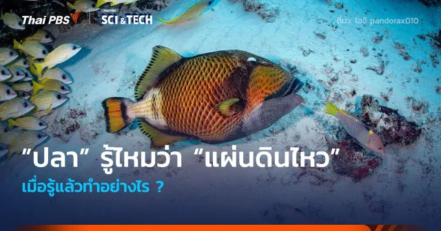 “ปลา” รู้ไหมว่า “แผ่นดินไหว” เมื่อรู้แล้วทำอย่างไร ?