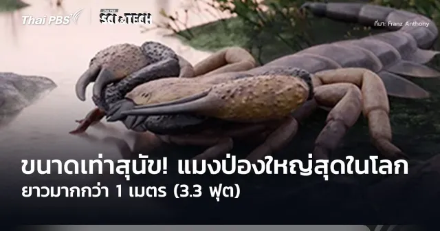 ขนาดเท่าสุนัข! “แมงป่อง” ใหญ่ที่สุดในโลก ยาวมากกว่า 1 เมตร (3.3 ฟุต)