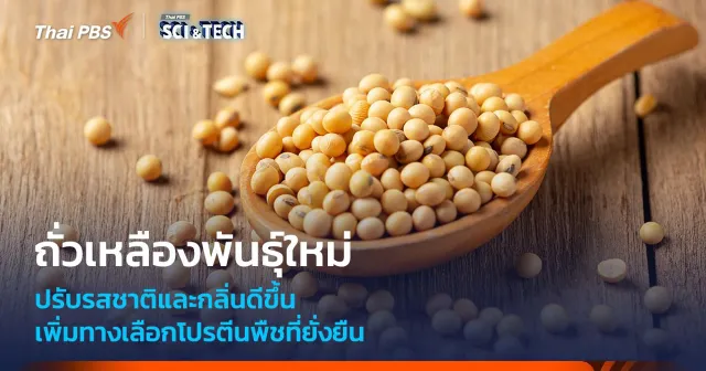 ถั่วเหลืองสายพันธุ์ใหม่ รสชาติและกลิ่นดีขึ้น เพิ่มทางเลือกโปรตีนพืชที่ยั่งยืน