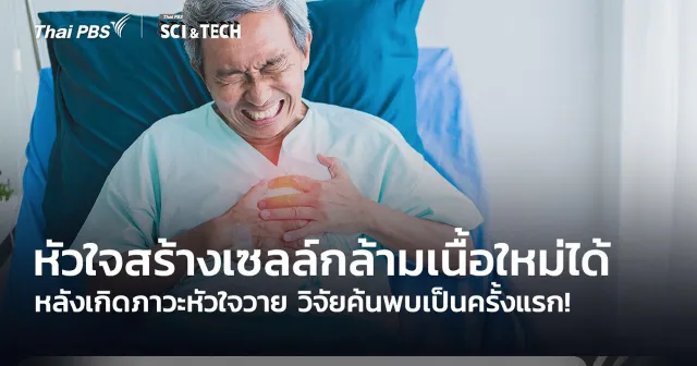 ครั้งแรก! พบ “หัวใจมนุษย์” สร้าง “เซลล์กล้ามเนื้อ” ใหม่ได้ หลังเกิดภาวะหัวใจวาย