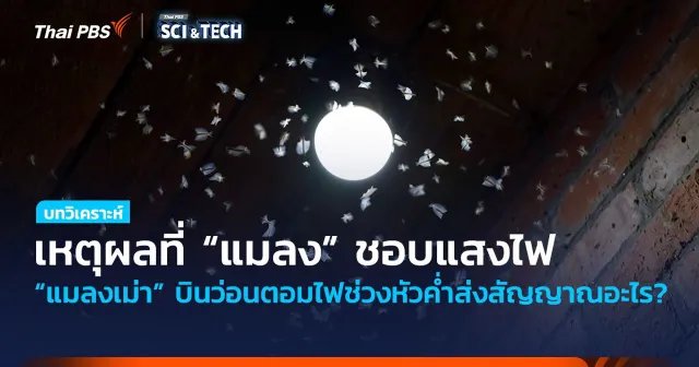 เหตุผลที่ “แมลง” ชอบแสงไฟ “แมลงเม่า” บินว่อนตอมไฟช่วงหัวค่ำส่งสัญญาณอะไร?