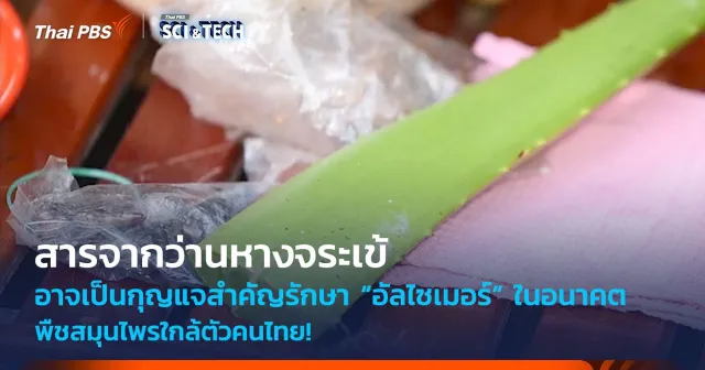 สารจากว่านหางจระเข้ อาจเป็นกุญแจสำคัญรักษา “อัลไซเมอร์” ในอนาคต