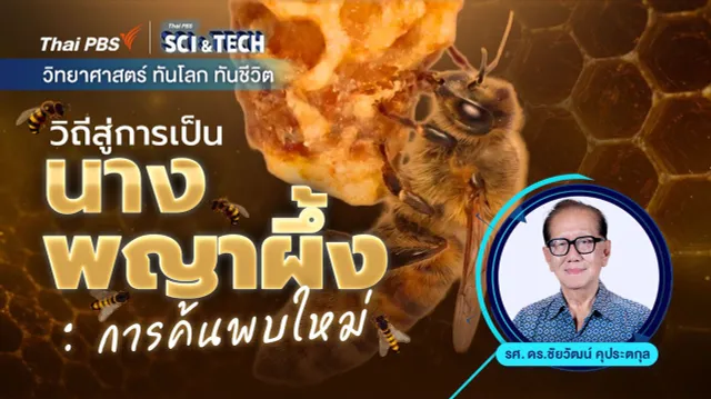 วิถีสู่การเป็นนางพญาผึ้ง : การค้นพบใหม่