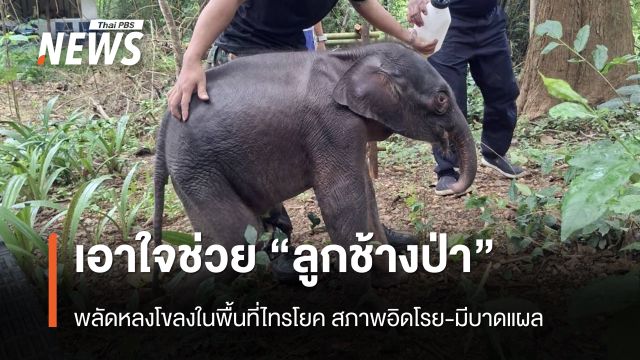 เอาใจช่วย “ลูกช้างป่า” พลัดหลงโขลงในพื้นที่ไทรโยค