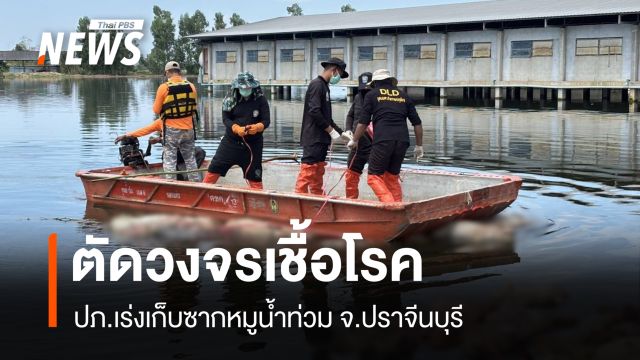 ปภ.เดินหน้าขนย้ายซากหมูเมืองปราจีนฯ ต่อเนื่อง ตัดวงจรเชื้อโรค