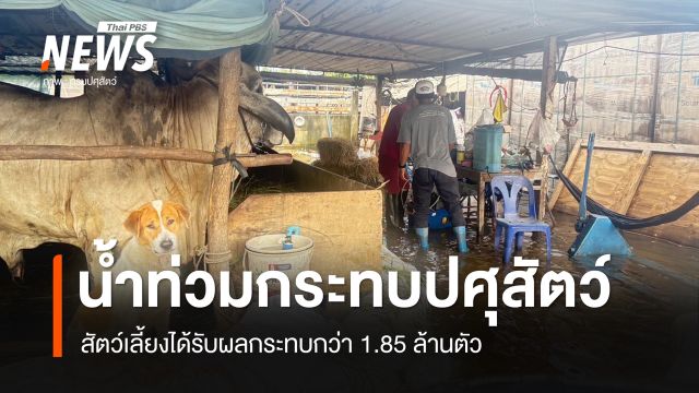 น้ำท่วมกระทบปศุสัตว์ 30 จังหวัด เกษตรกรประสบภัยกว่า 2.7 หมื่นราย เร่งสำรวจความเสียหาย-เยียวยา