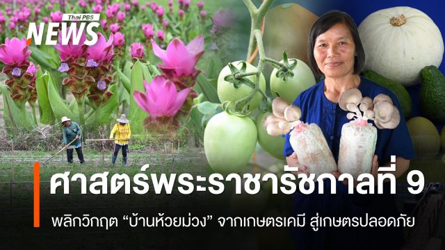 ศาสตร์พระราชา ในหลวง ร.9 พลิกวิกฤต "บ้านห้วยม่วง" จากเกษตรเคมี สู่ชุมชนเกษตรปลอดภัย