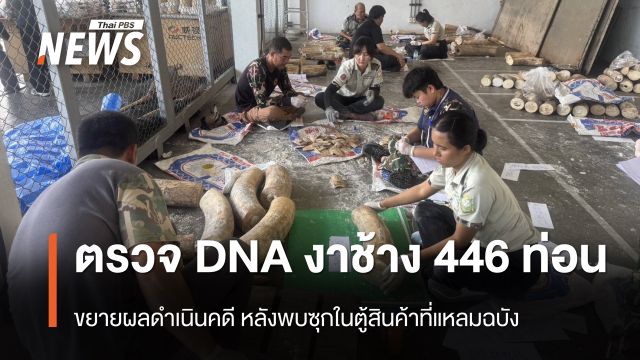 ตรวจ DNA "งาช้าง" 446 ท่อน ขยายผลดำเนินคดี หลังพบซุกในตู้สินค้าแหลมฉบัง