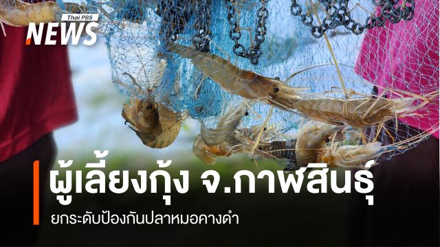 ผู้เลี้ยงกุ้ง จ.กาฬสินธุ์ ยกระดับป้องกันปลาหมอคางดำ
