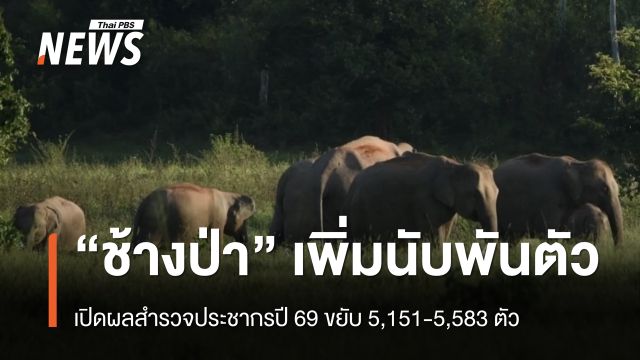 "ช้างป่า" เพิ่มนับพัน ปี 69 ประชากร 5,151-5,583 ตัว ใน 16 กลุ่มป่า